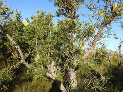 Banksia aemula