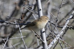 Phylloscopus sindianus