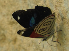 Diaethria anna