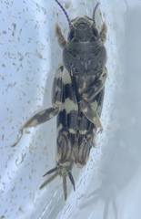 Ellipes minuta