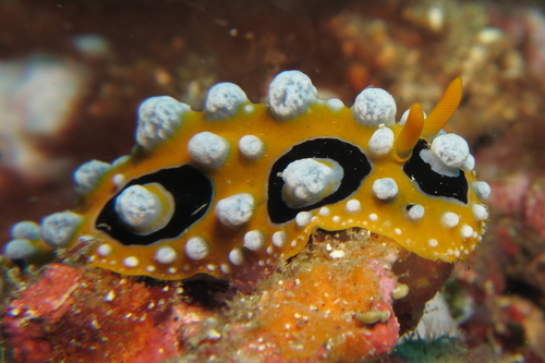 Phyllidia ocellata