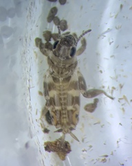 Ellipes minuta