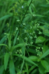 Perideridia americana