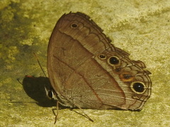 Cissia