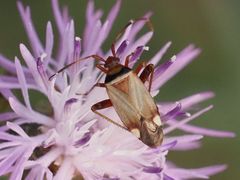 Adelphocoris vandalicus
