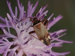 Adelphocoris vandalicus
