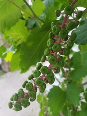 Phytolacca americana