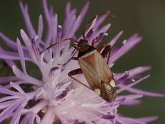 Adelphocoris vandalicus