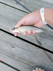 Mylocheilus caurinus