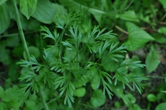 Perideridia americana