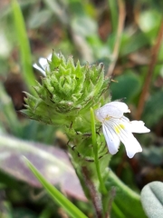 Euphrasia hirtella