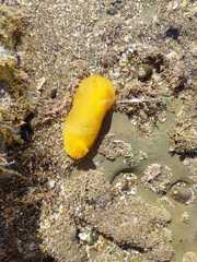 Dendrodoris citrina