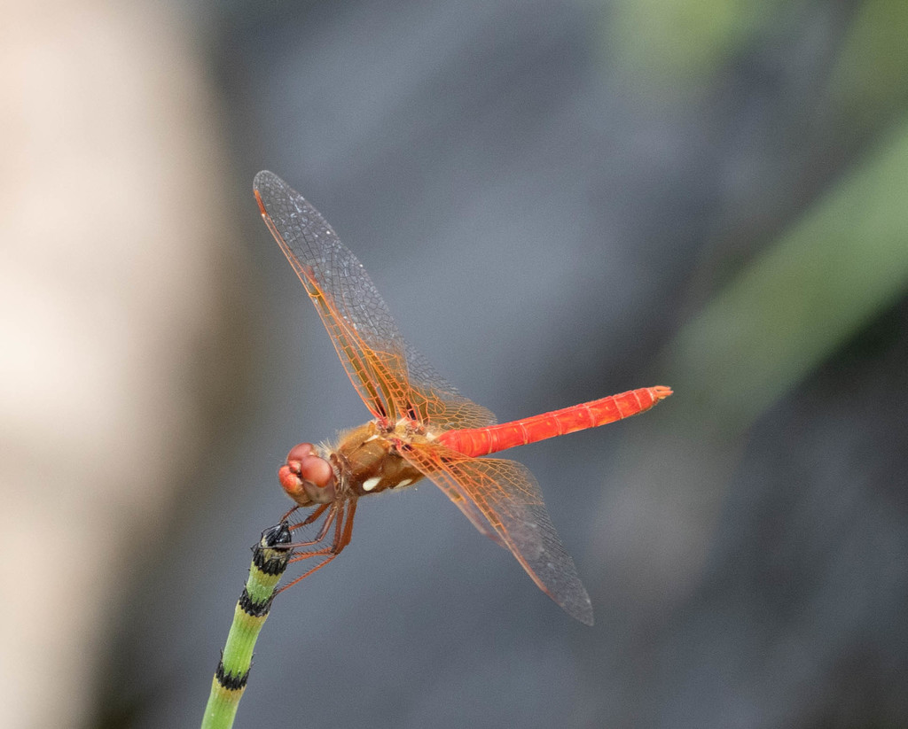 Cardinal Meadowhawk from Heather Farm, Contra Costa, California, United ...
