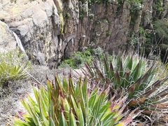 Agave filifera