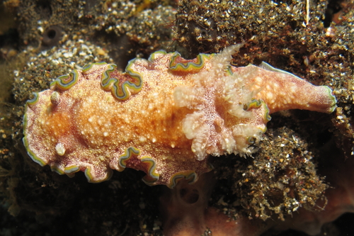 Glossodoris acosti