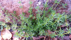 Galium parisiense