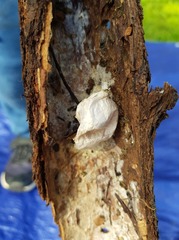 Heteropoda jugulans