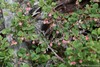 Vaccinium uliginosum microphyllum - Photo (c) David McCorquodale, some rights reserved (CC BY), uploaded by David McCorquodale