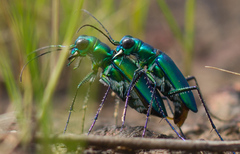 Cicindela whithillii