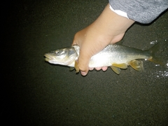 Ptychocheilus oregonensis