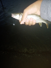 Ptychocheilus oregonensis