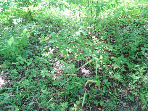 Image of Bromus nottowayanus by no rights reserved