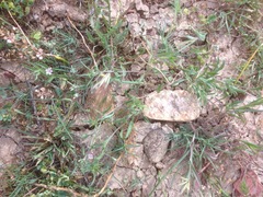 Convolvulus simulans