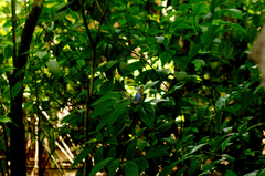 Morpho menelaus amathonte