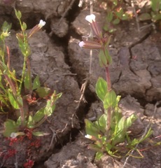 Erythranthe latidens