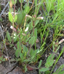 Erythranthe latidens