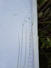 Carex billingsii