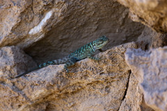 Sceloporus gadsdeni