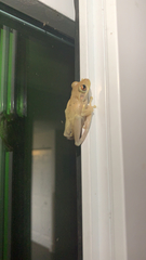 Osteopilus septentrionalis