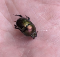 Geotrupes splendidus