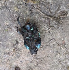 Geotrupes splendidus