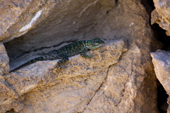 Sceloporus gadsdeni