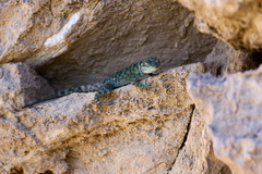 Sceloporus gadsdeni