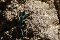 Sceloporus gadsdeni