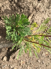 Ipomopsis aggregata aggregata