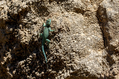 Sceloporus gadsdeni