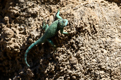 Sceloporus gadsdeni