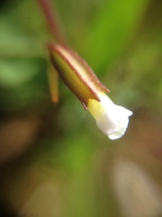 Erythranthe latidens