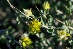 Sericodes greggii