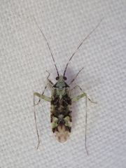 Phytocoris tiliae
