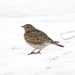 Skylarks - Photo (c) Sergey Yeliseev, some rights reserved (CC BY-NC-ND)