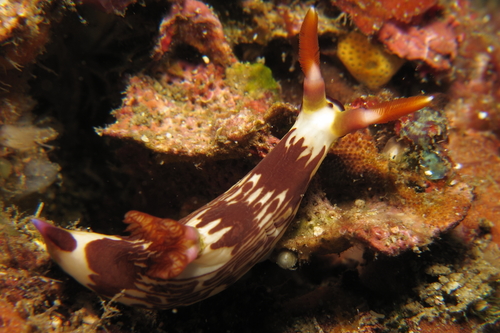 Nembrotha purpureolineata