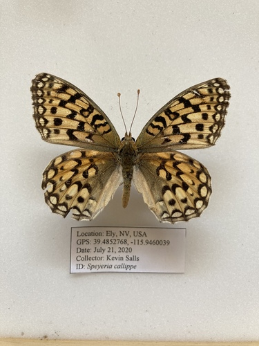 Callippe Fritillary photo 3