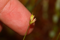 Juncus stygius americanus