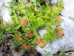 Teucrium pyrenaicum