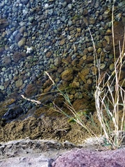 Sporobolus contractus